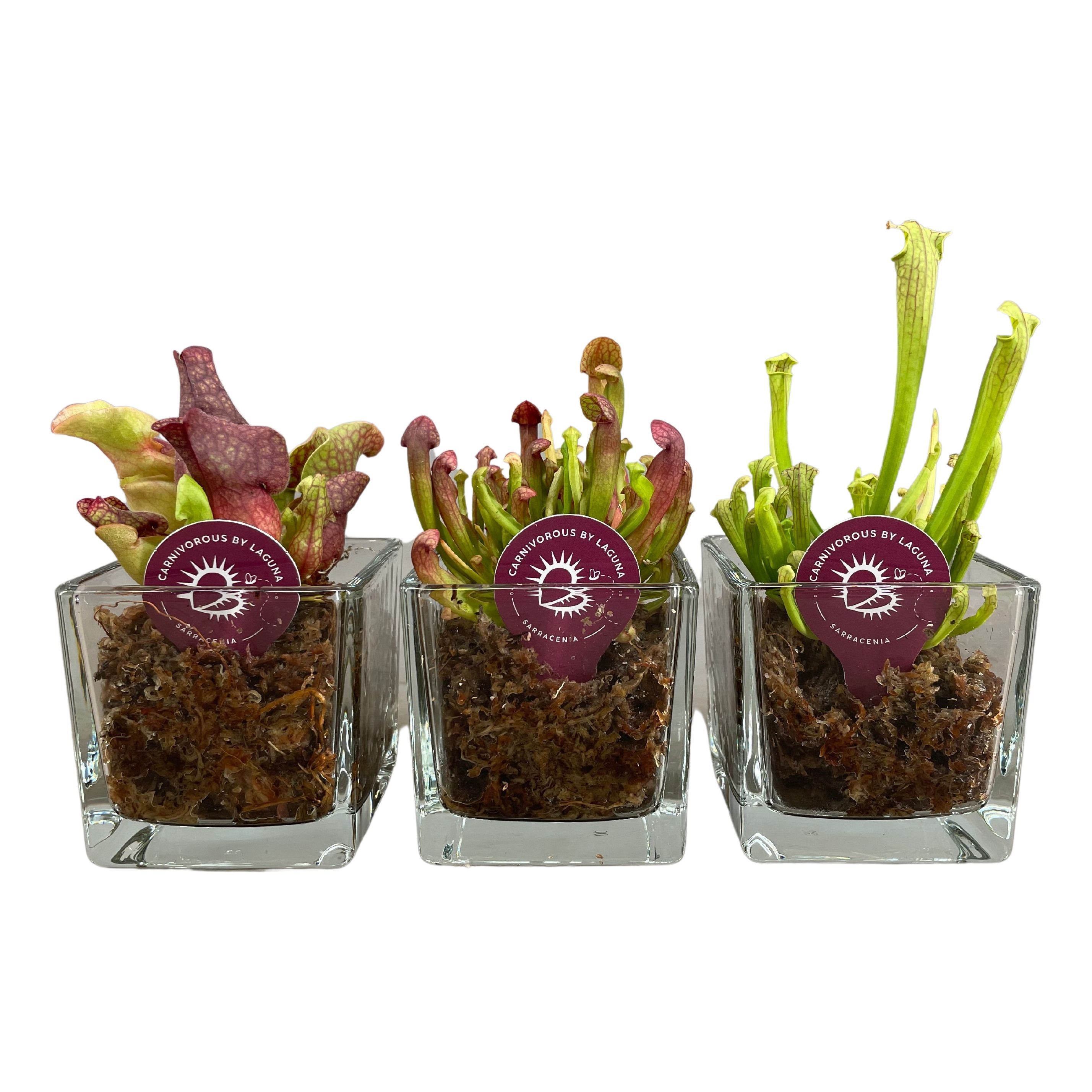 Sarracenia mix in glazen accubak met mos, D 8