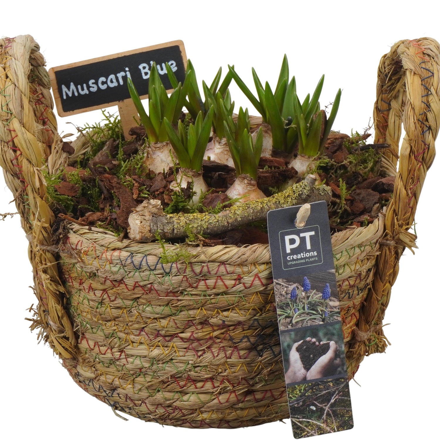 PTMB6198 Arrangement Muscari Blue in riet mand, D 18