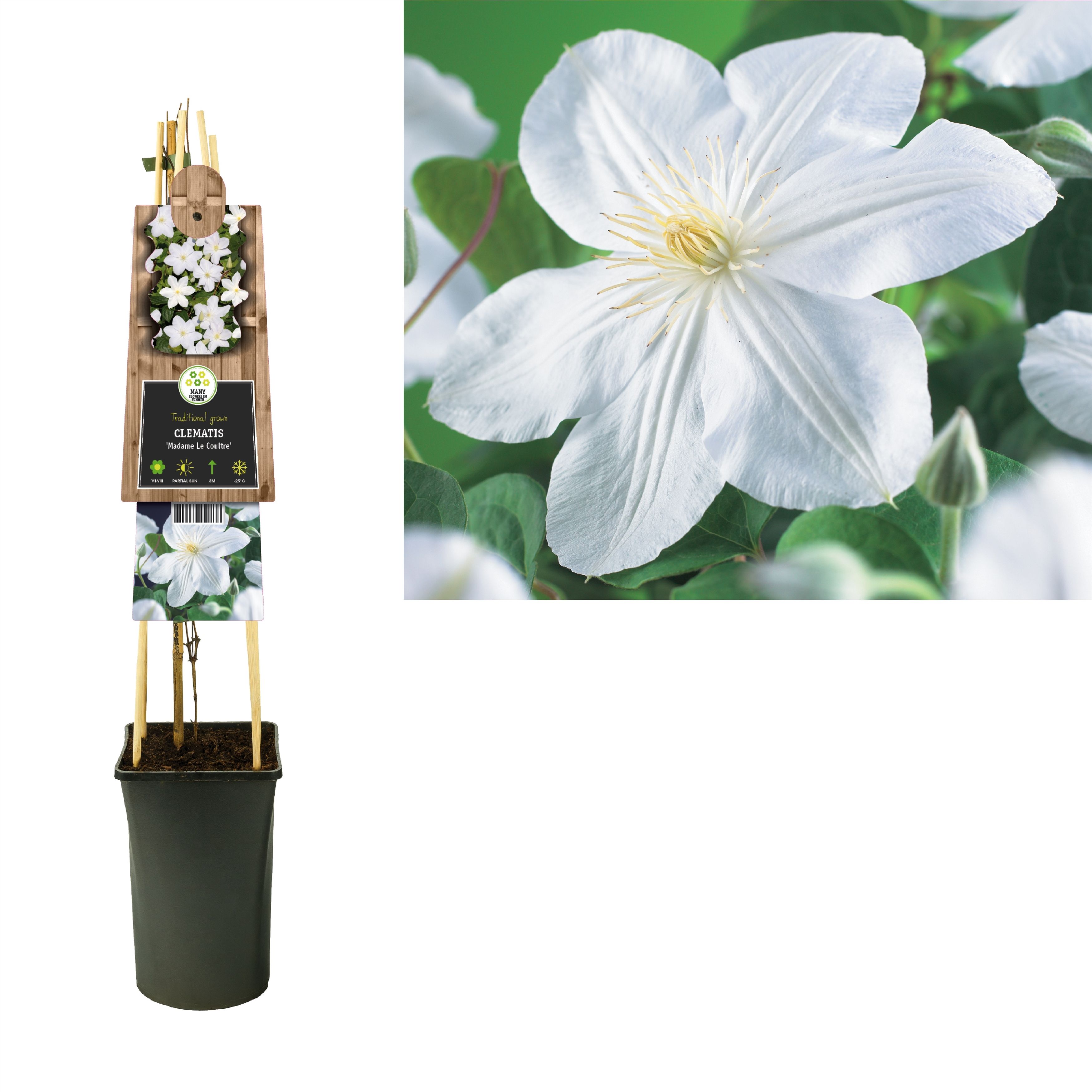 Clematis 'Madame Le Coultre' +3.0 label, D 17
