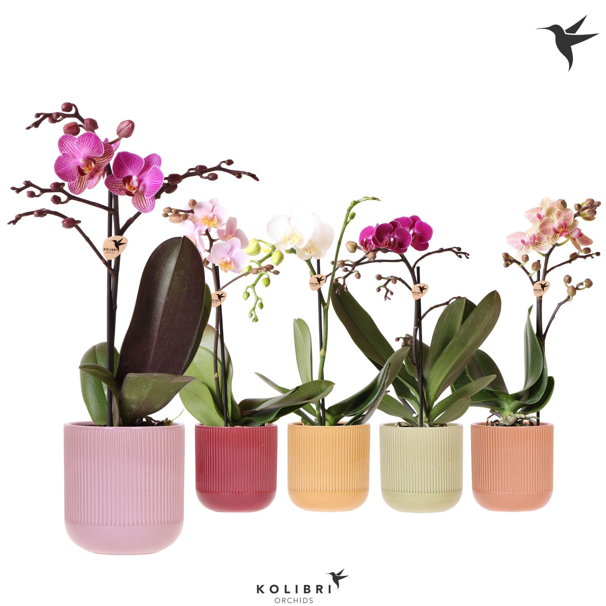 Kolibri Orchids Phalaenopsis mix 1 spike in Flare pot mix, D 9