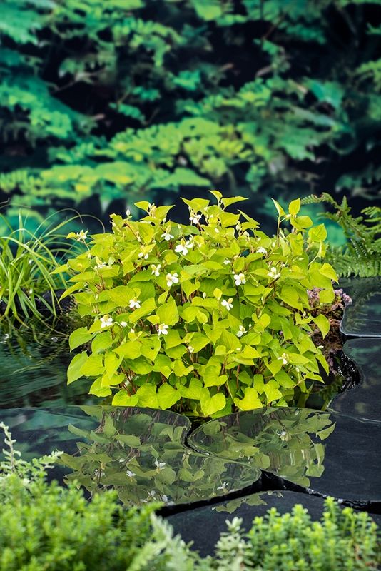 Houttuynia cordata (18x18), D 18