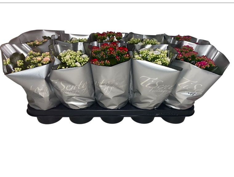 Calandiva New year mix iin zilver, D 12