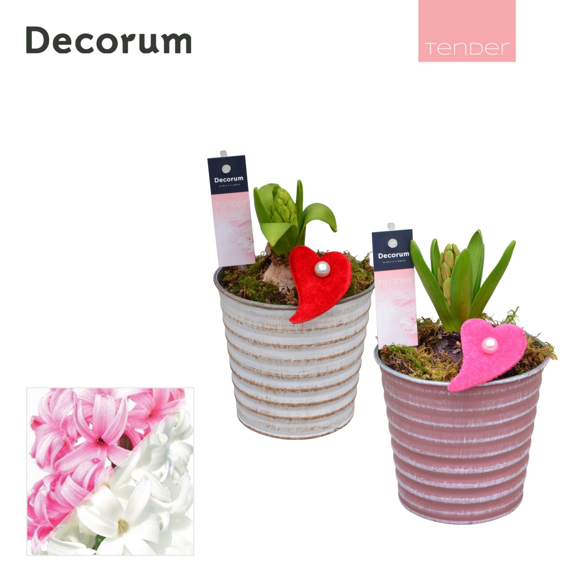 Hyacint Lucia HL19884 [TENDER], D 10