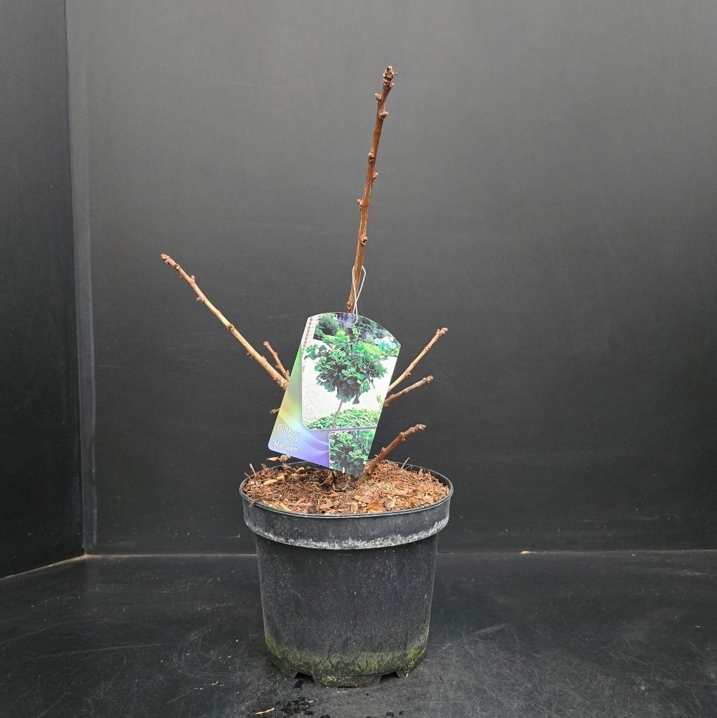 Ginkgo biloba Mariken, D 23