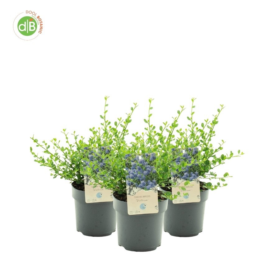 Ceanothus imp. 'Victoria', D 19