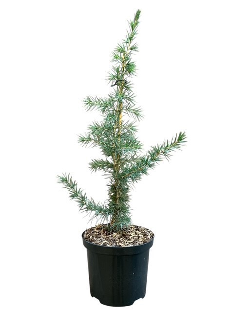 Cedrus libani, D 18