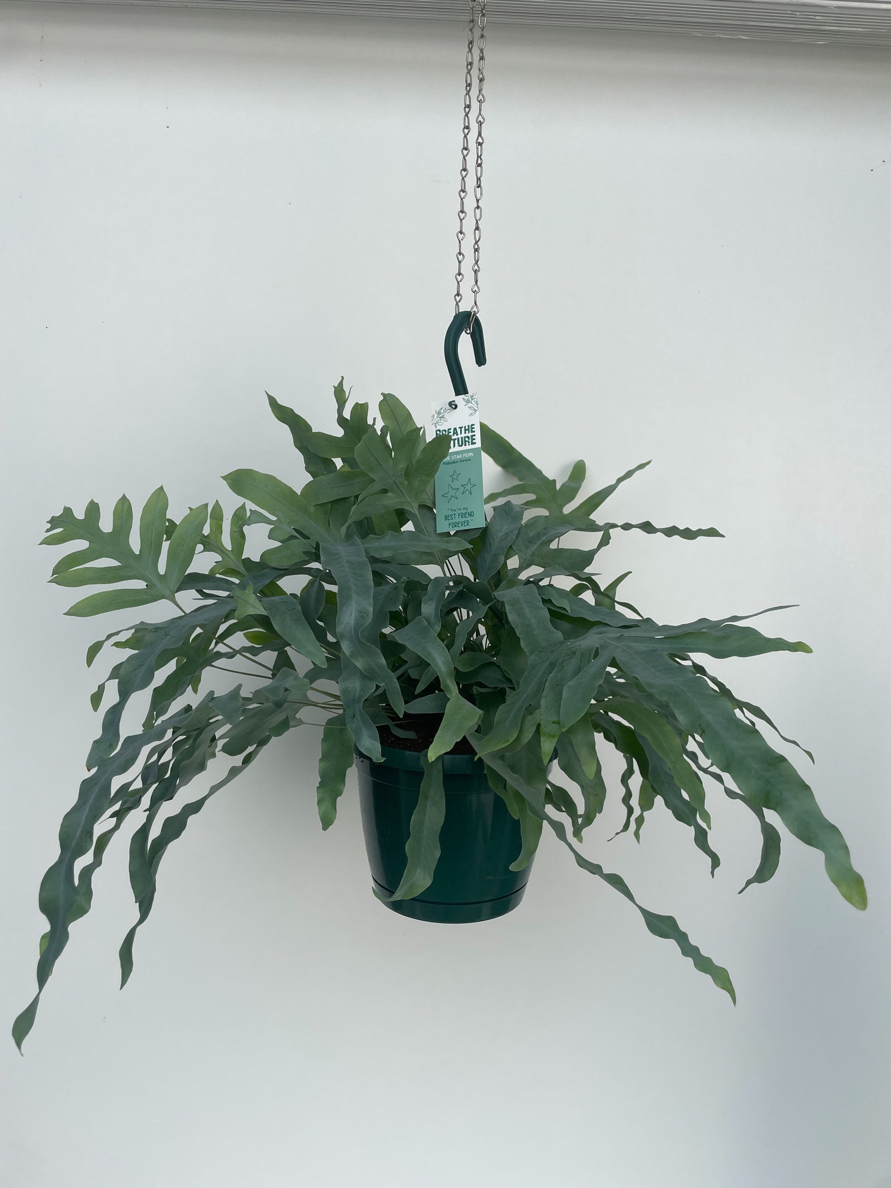 Phlebodium aureum 18 cm, D 18 cm