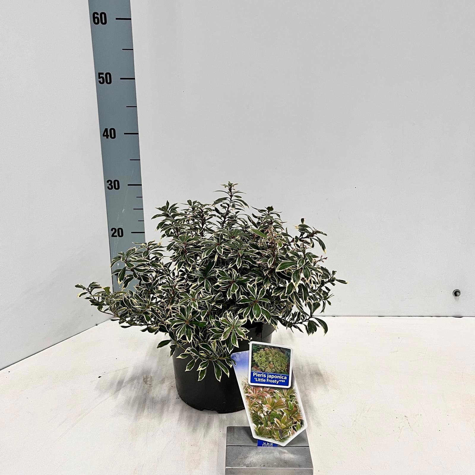 Pieris jap. ‘Little Frosty’ PBR, D 19