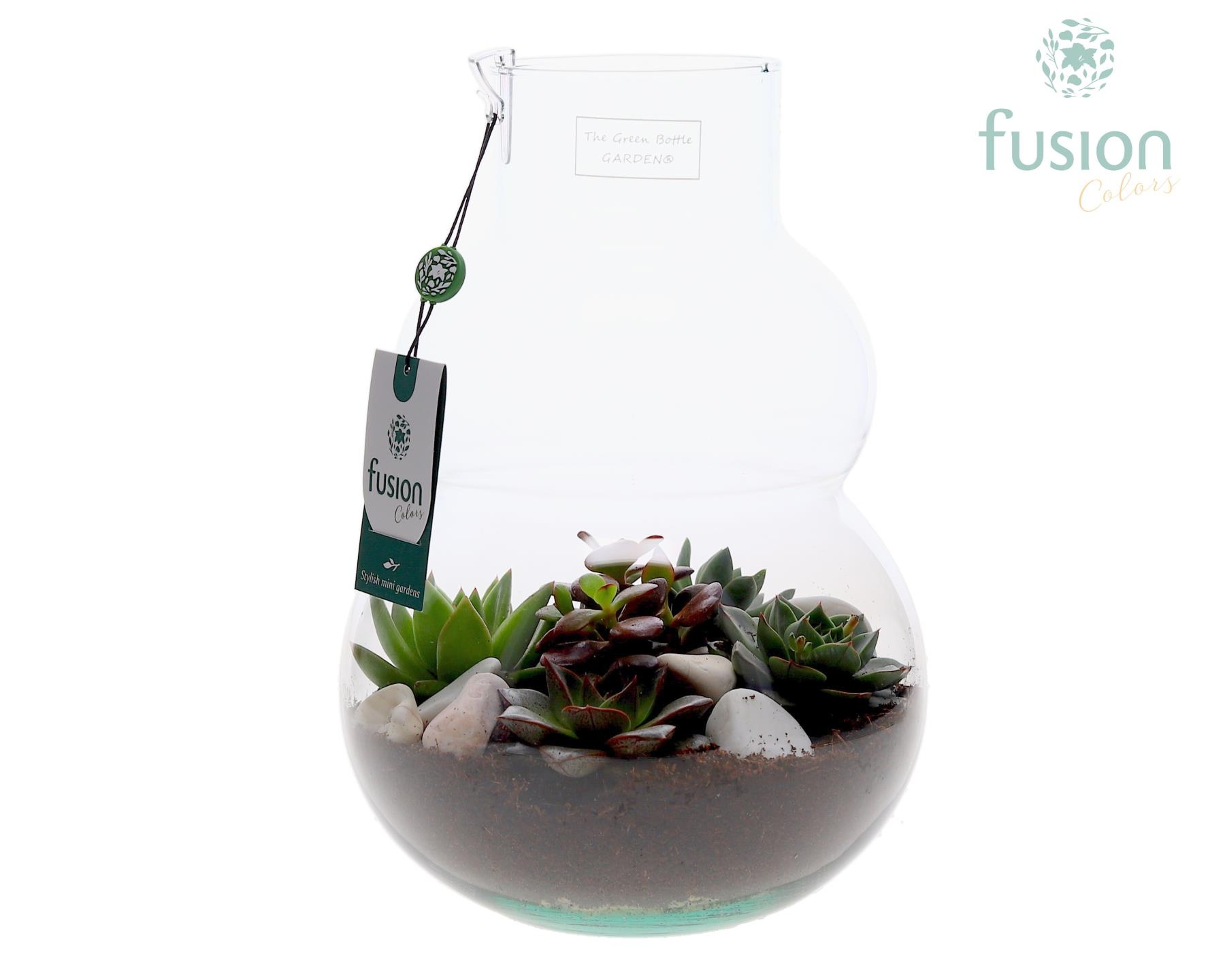 Green Bottle Olaf Medium met Sucuculenten, D 21