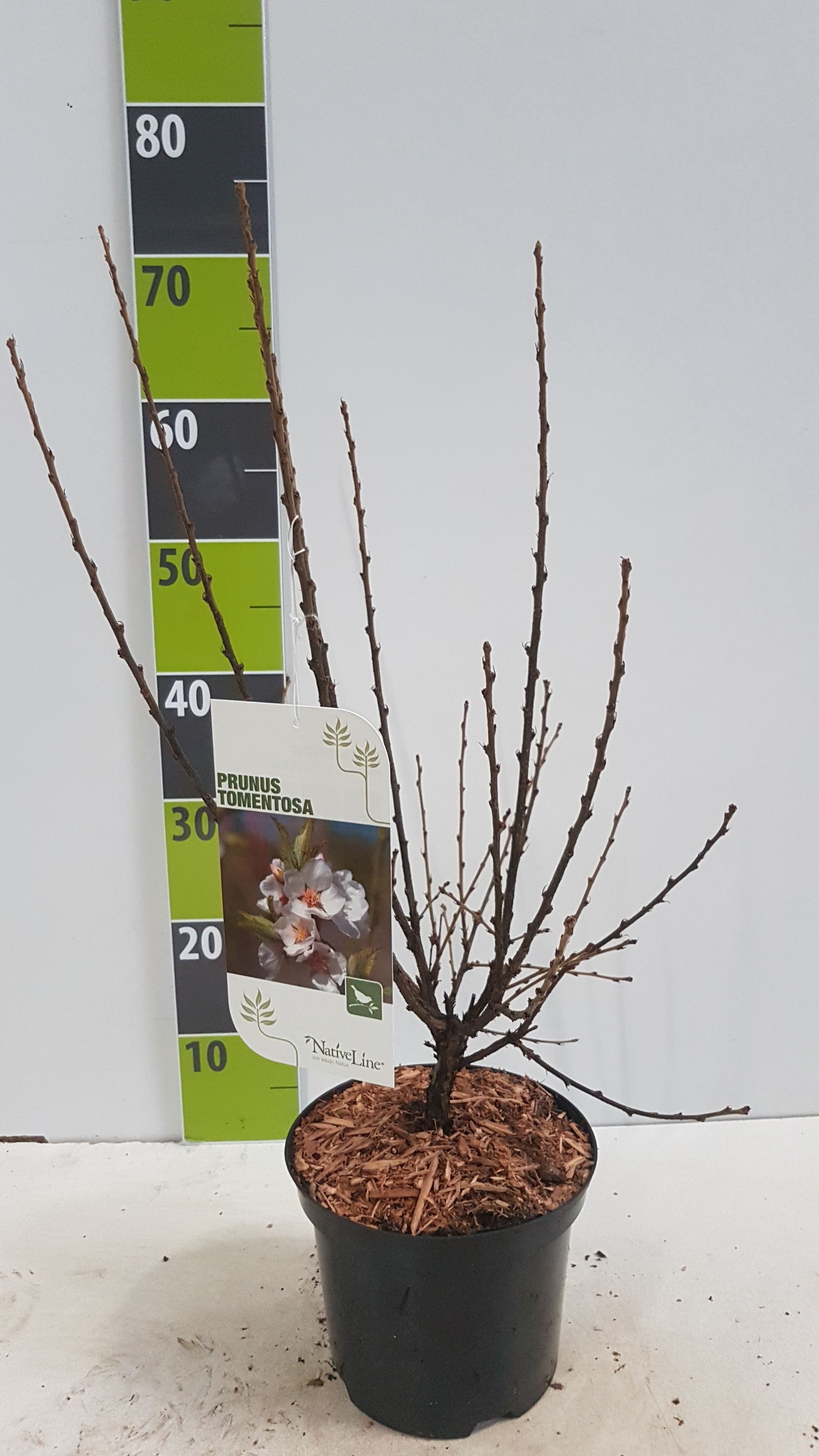 Prunus tomentosa C 3, D 19