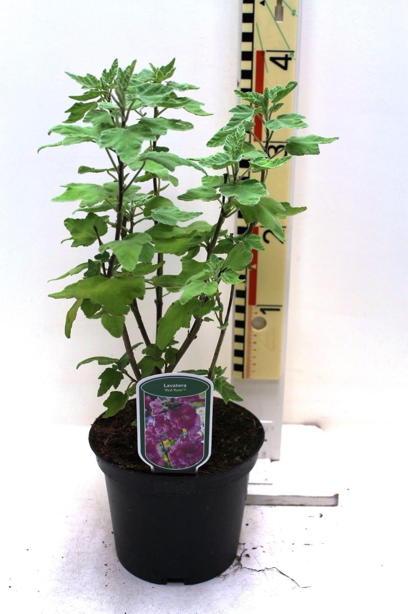 Lavatera Red Rum, D 19
