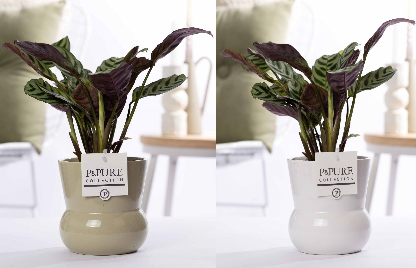 Ctenanthe Burle Marxii in P&PURE Plant Vase Maxima ass. 2, D 12