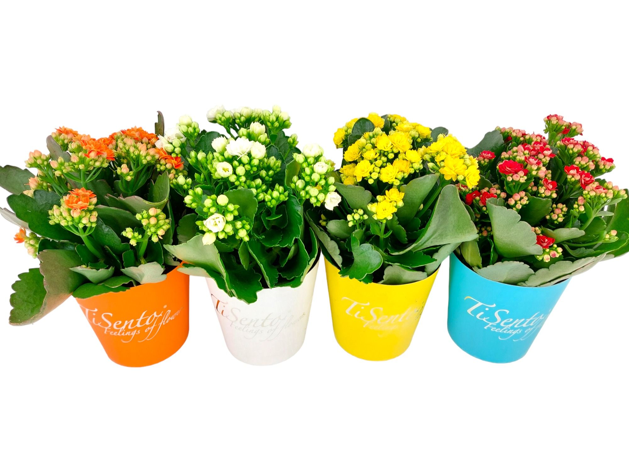 Calandiva 12 cm - TiSento Smartcup, D 12