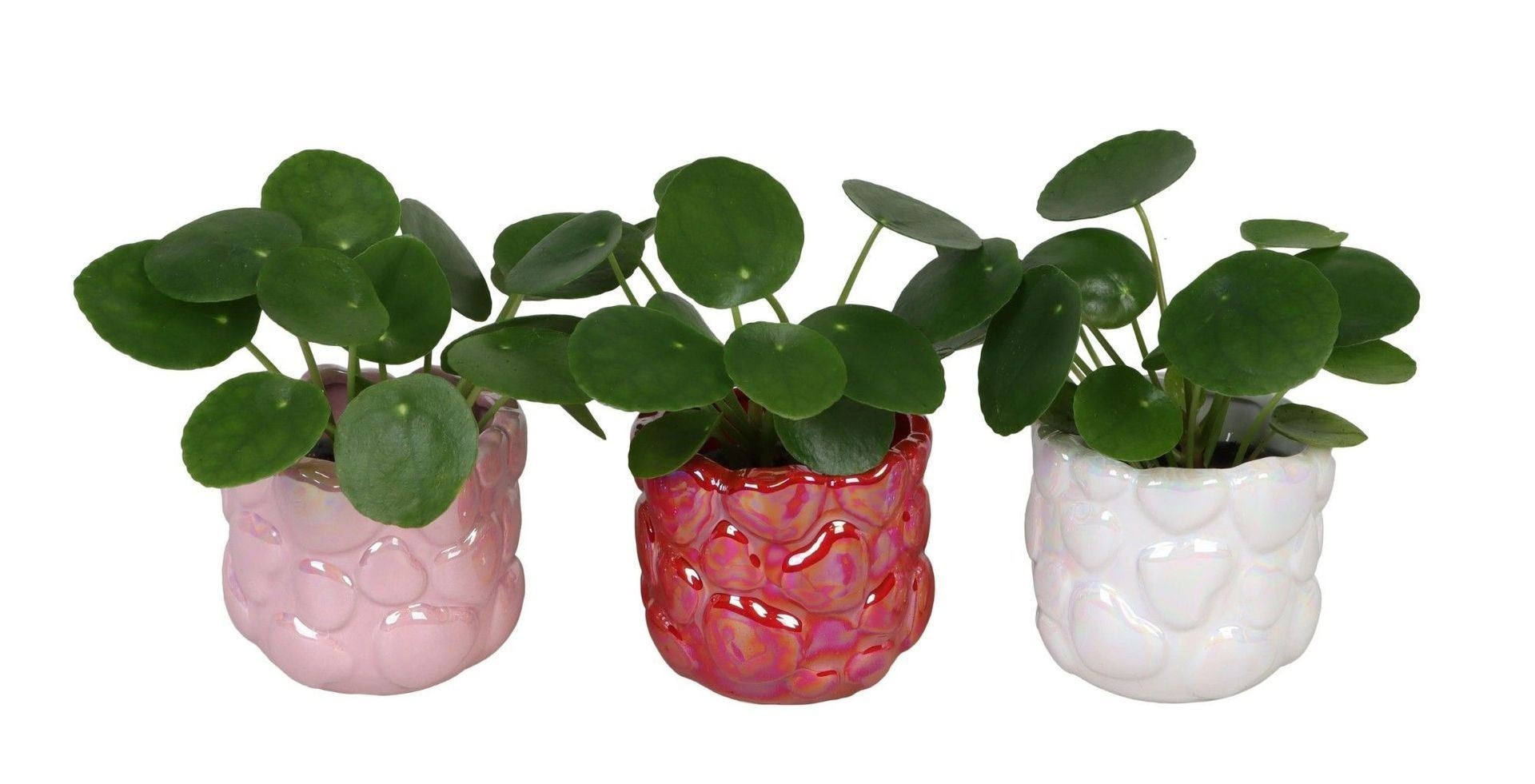 L 66713 with Pilea Peperomioides Mix 6 cm, D 6