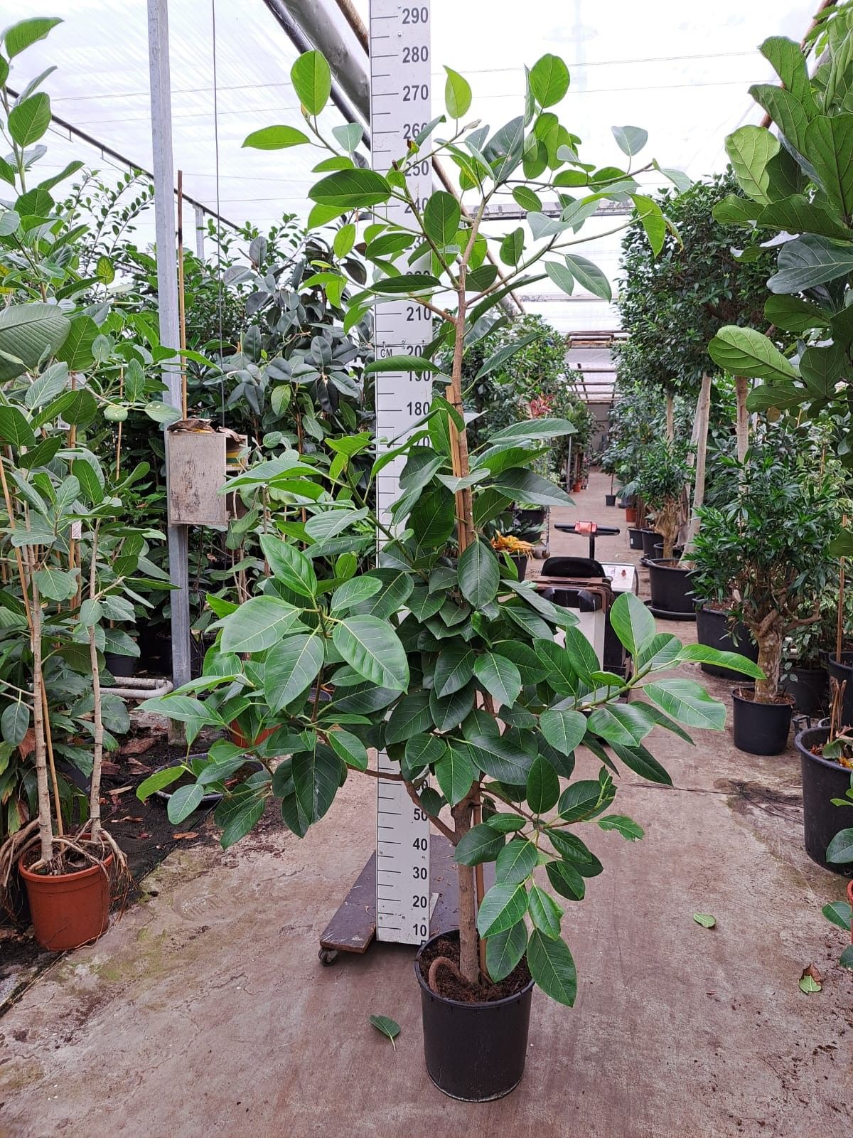 Ficus Altissima vertakt 270, D 35