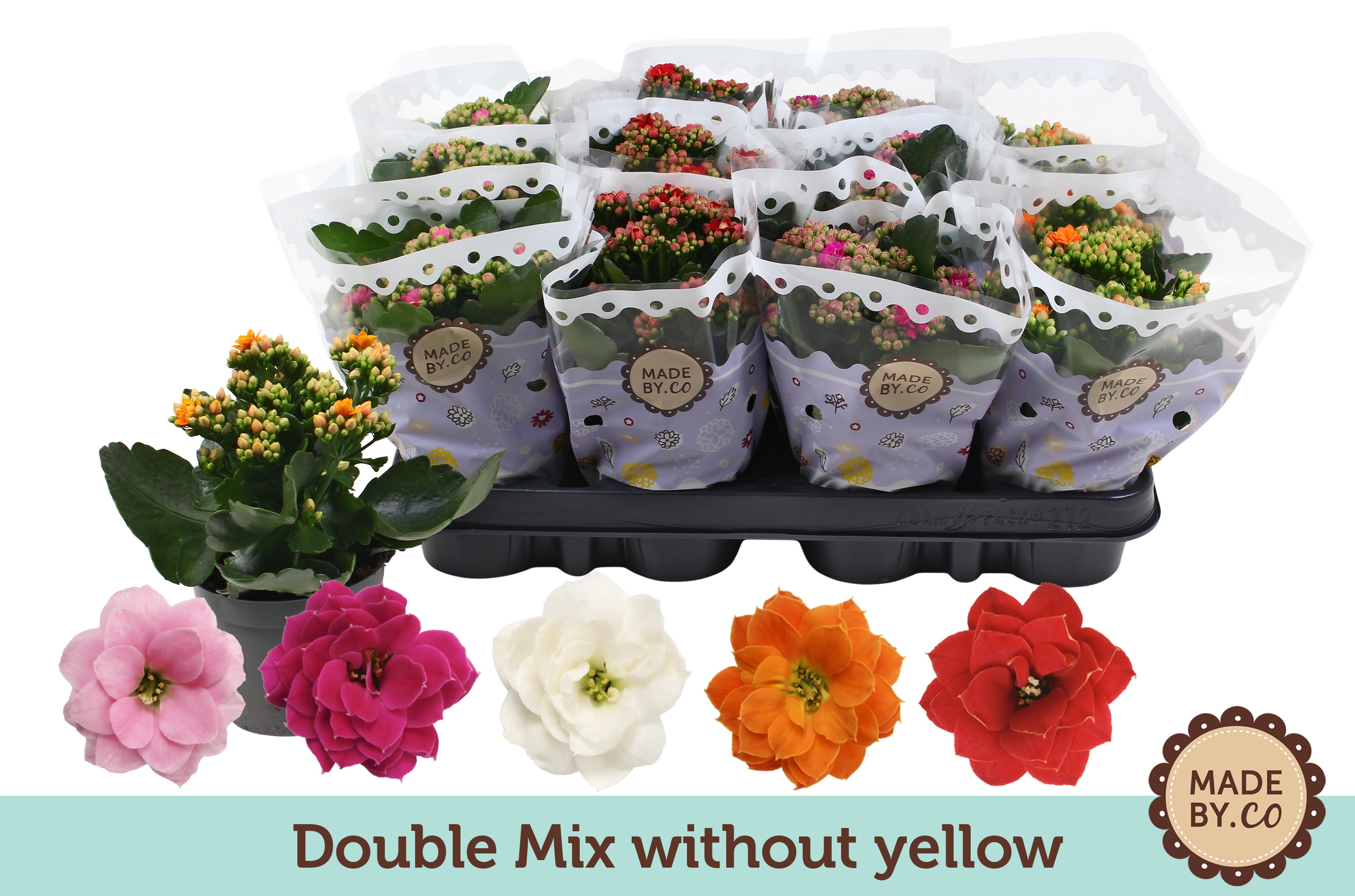 Kalanchoë Double Mix without yellow, D 9