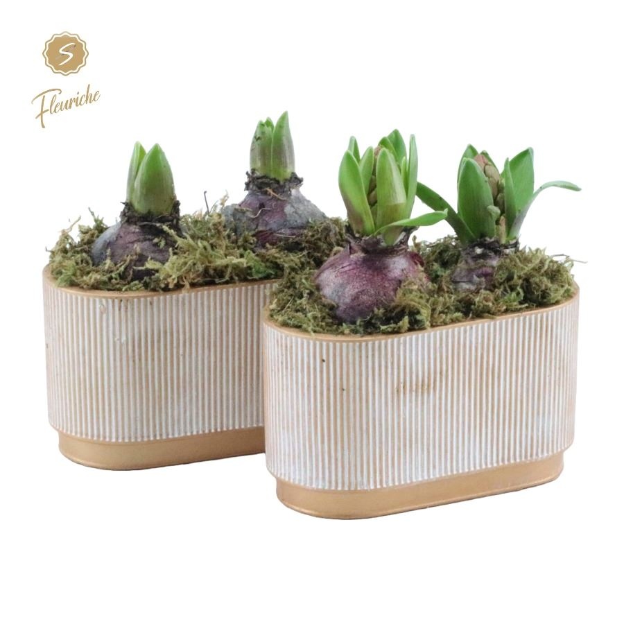 (2618) Hyacint Golden Pot [L] 2PP Mos, D 17