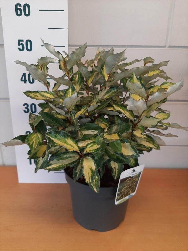 Elaeagnus x ebb. 'Maryline', D 23