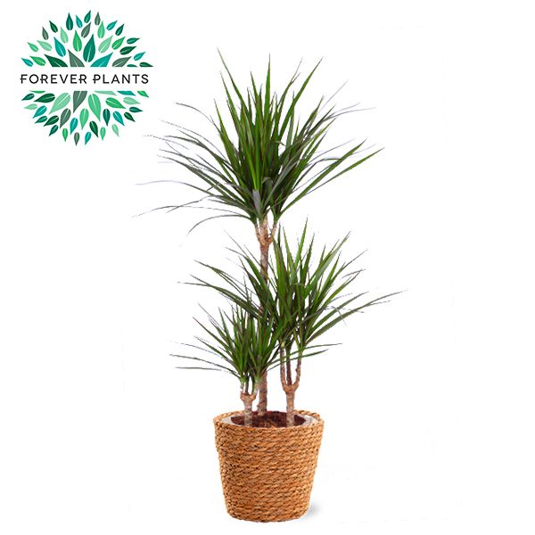 Dracaena Marginata p21 in GABY mand, 45+15+10, D 21