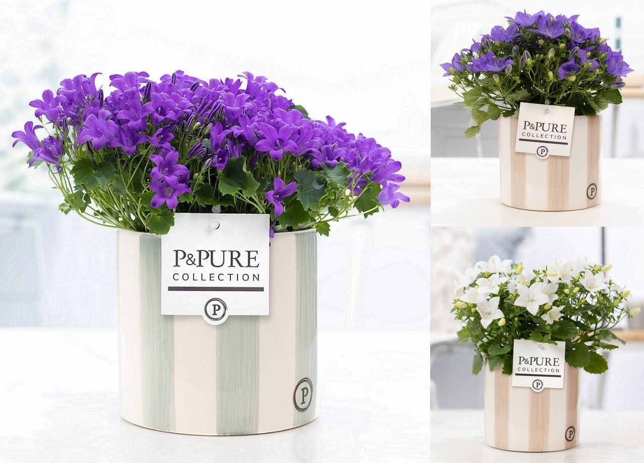 Campanula Mix Pure Eline, D 14