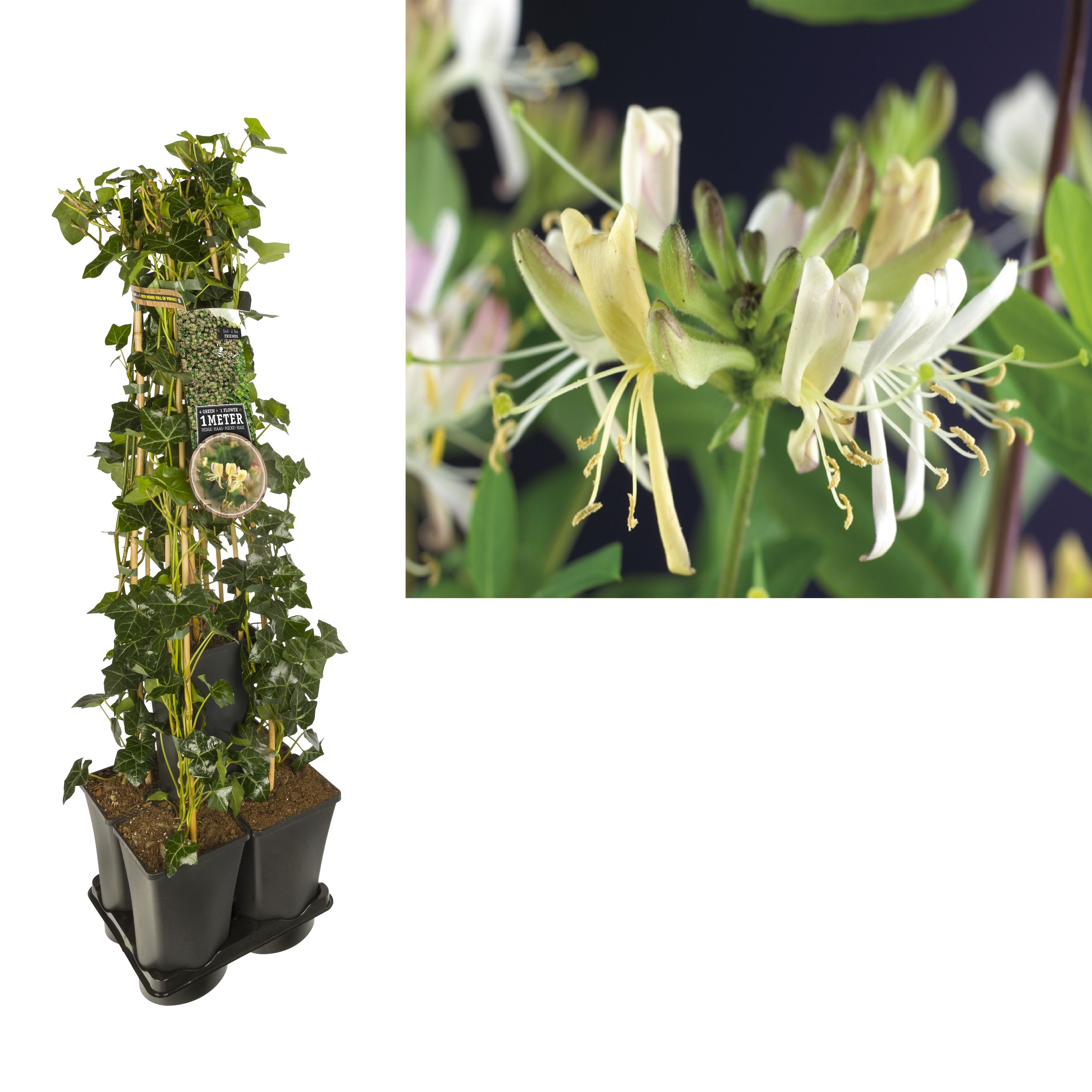 1 m. privacy mix Hedera + Lonicera 'Belgica Select' +label, D 17
