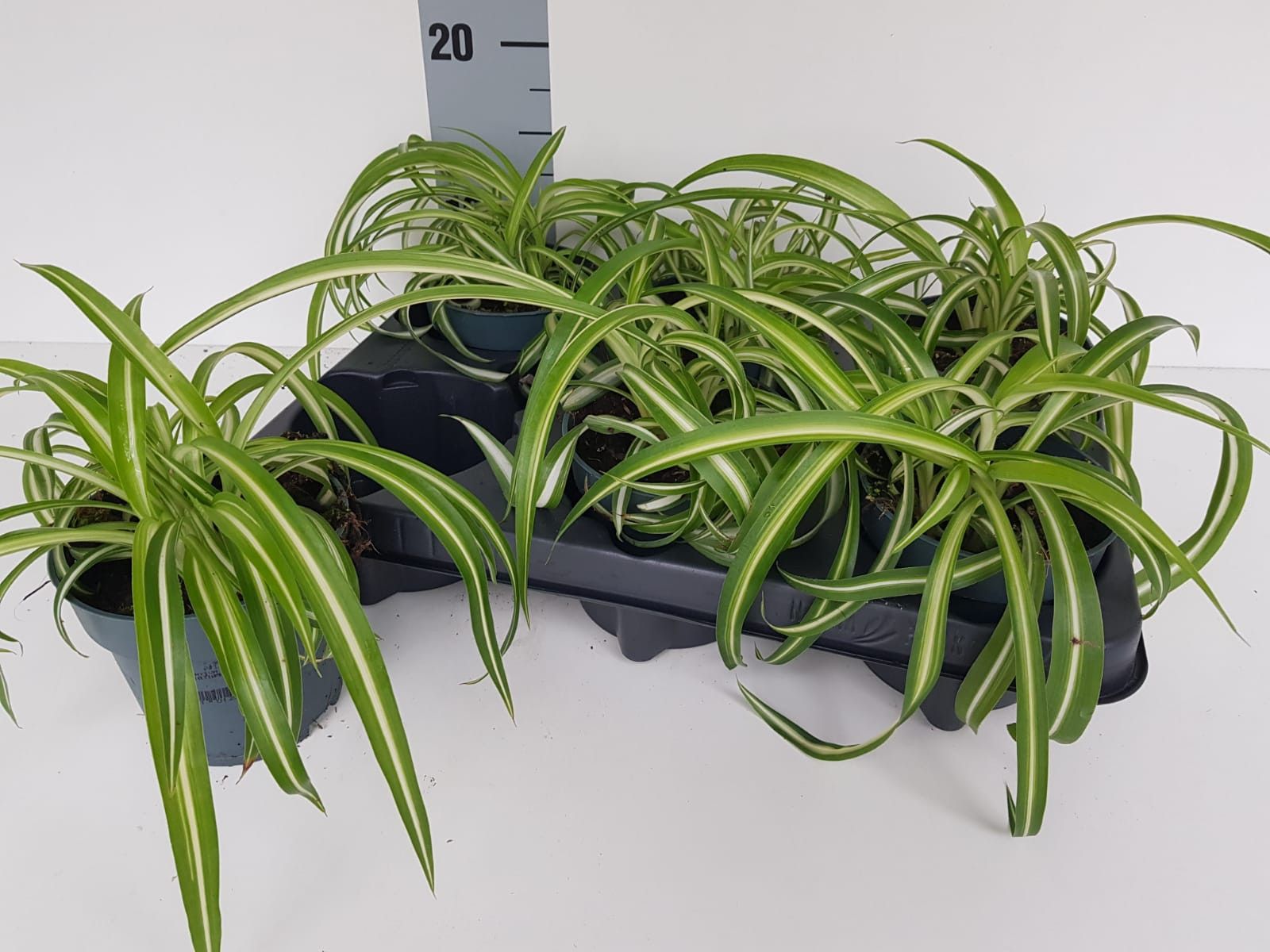 Chlorophytum comosum Bonnie, D 10,5
