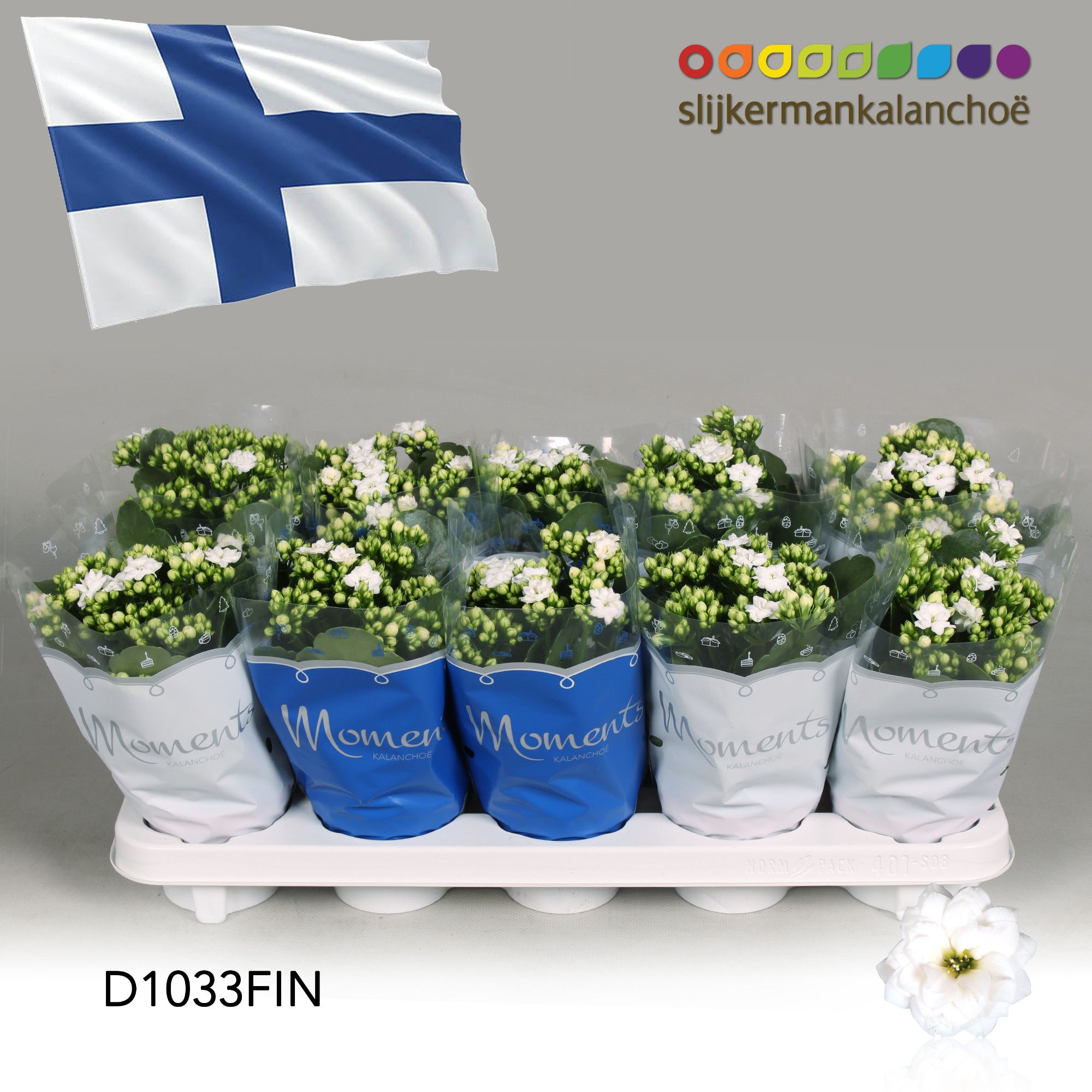 Kalanchoe Moments - Finland flag, D 10,5