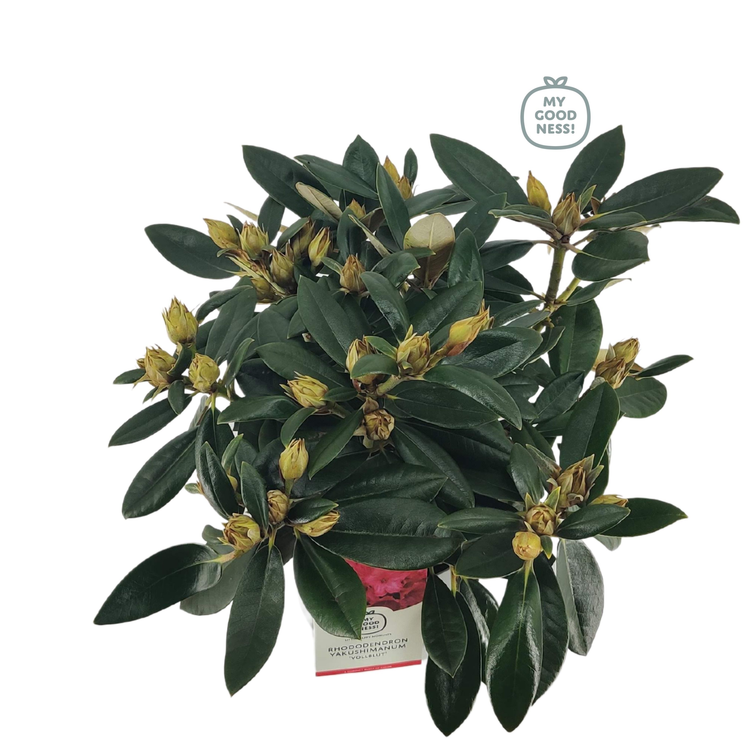 Rhododendron 30-40 /4 liter 'Volblut' yakushimanum, D 21