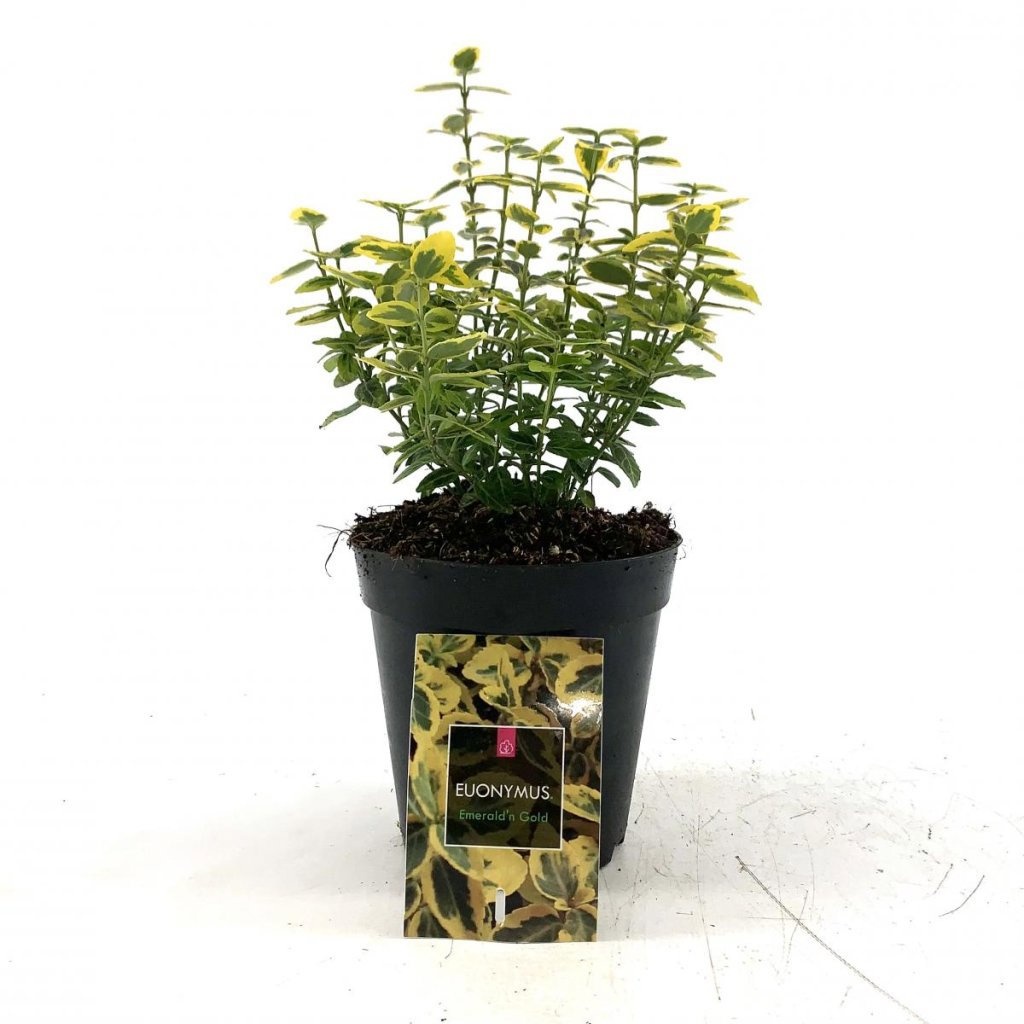 Euonymus fort. 'Emerald 'n' Gold', D 15