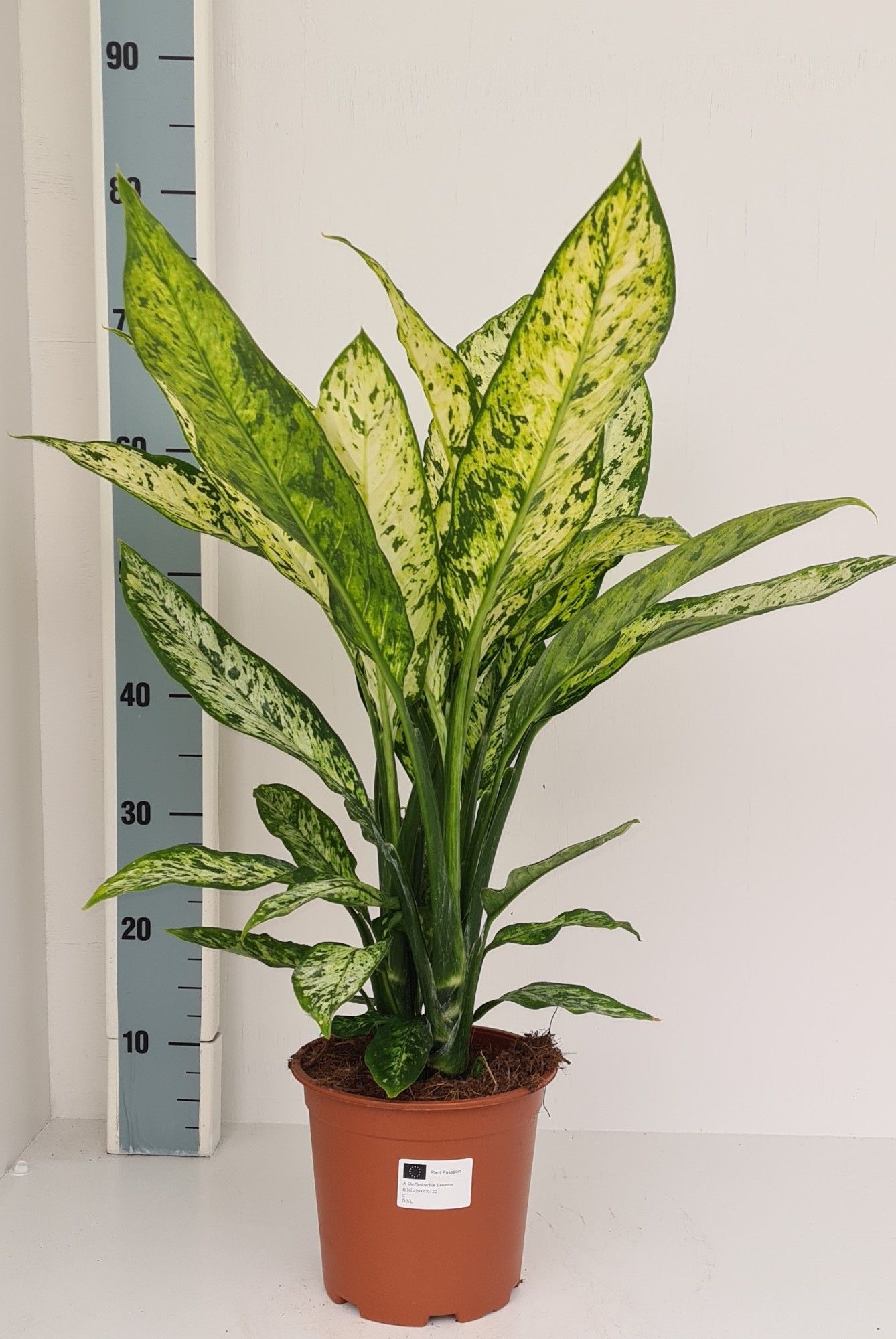 Dieffenbachia Vesuvius, D 19