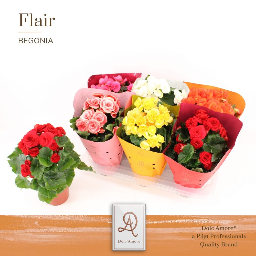 Begonia Mix P14 Dolc'Amore® Flair Metallic, D 14