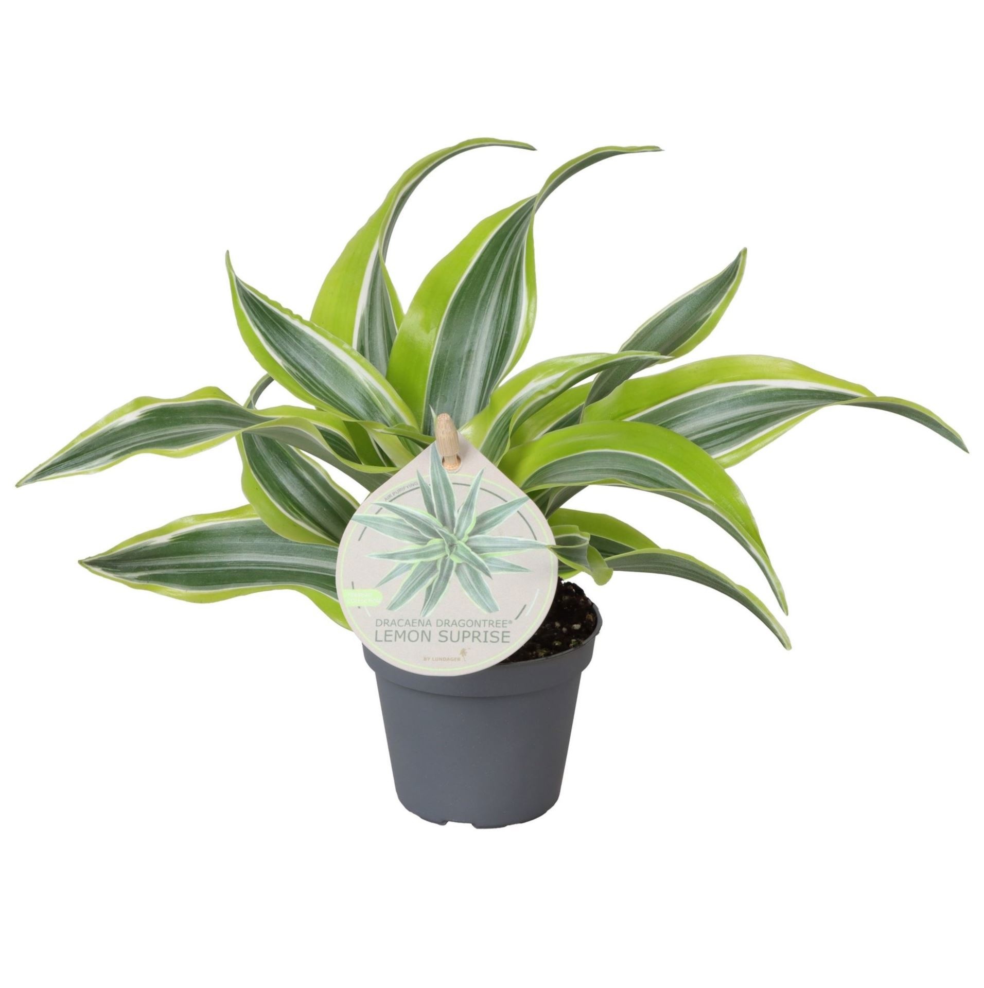 Dracaena Dragontree� Lemon Surprise W. Label 6 cm, D 6