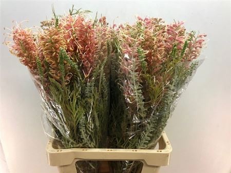 Гревиллея Мисти Пинк 70, шт.