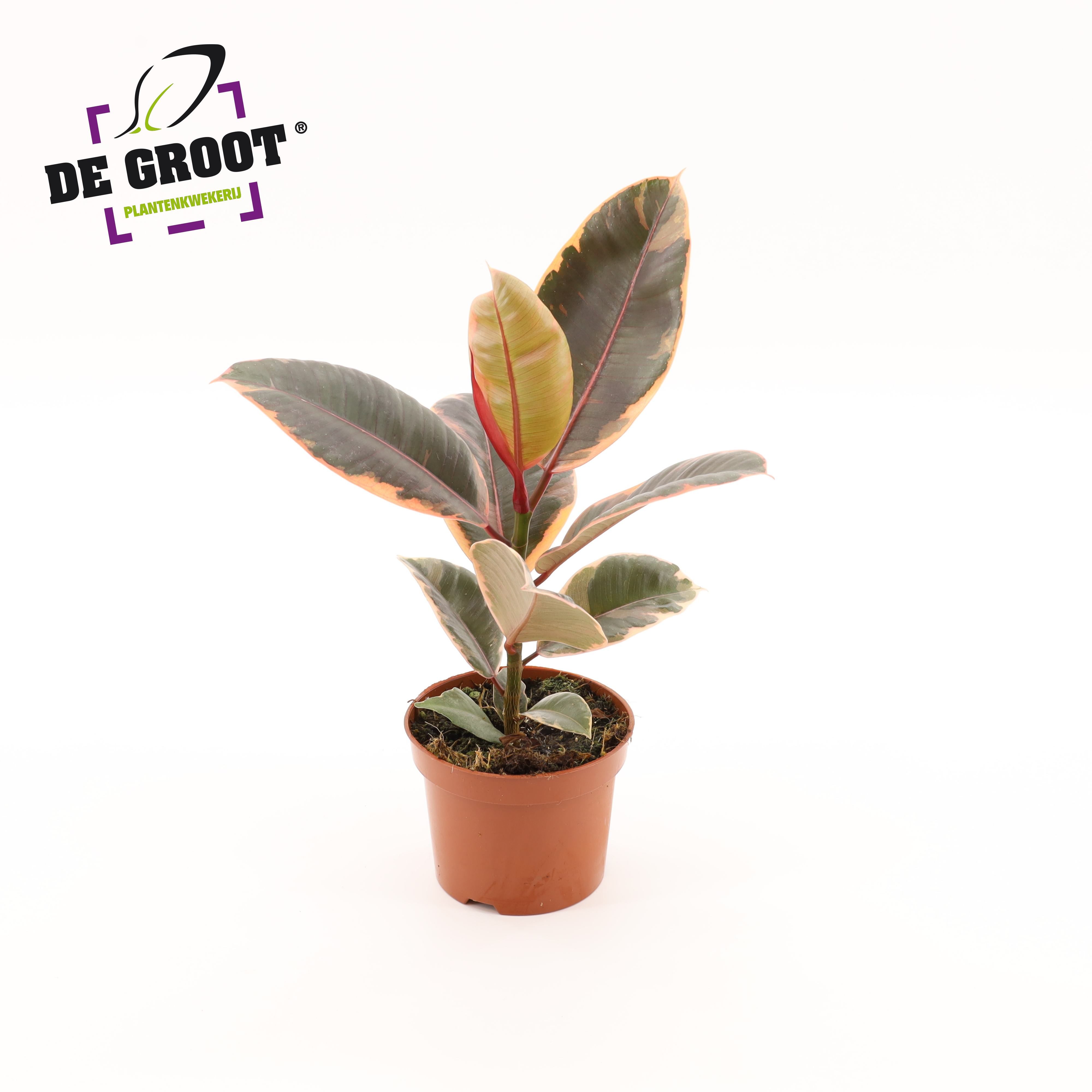 Ficus elastica 'Belize', D 12