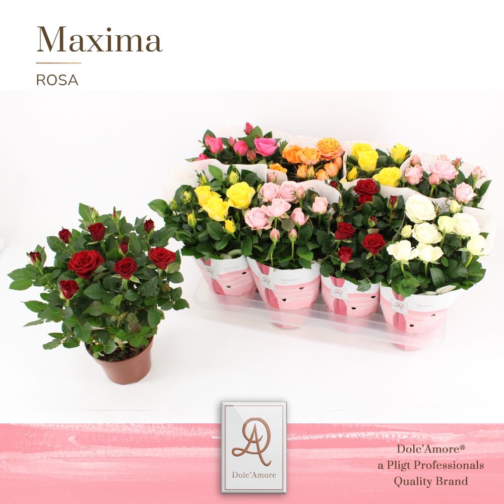 Potroos Mix P14 Dolc'Amore® Maxima, D 14