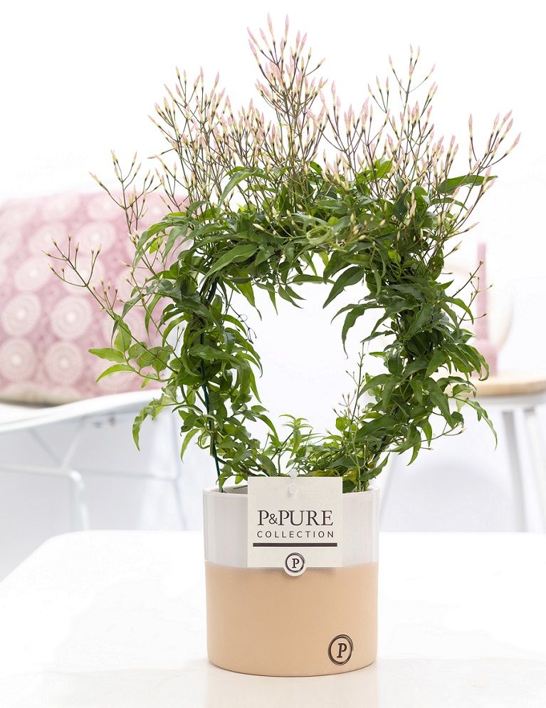 Jasminum Poly. ( 200+ knop) in P&PURE Rosy ceramics, D 12