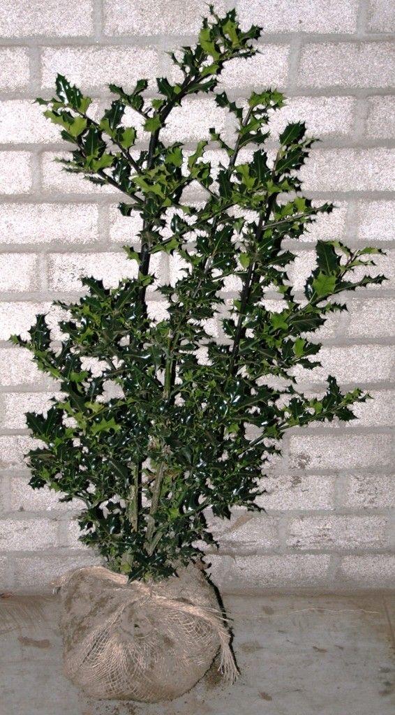 Ilex aquifolium 60, D 26