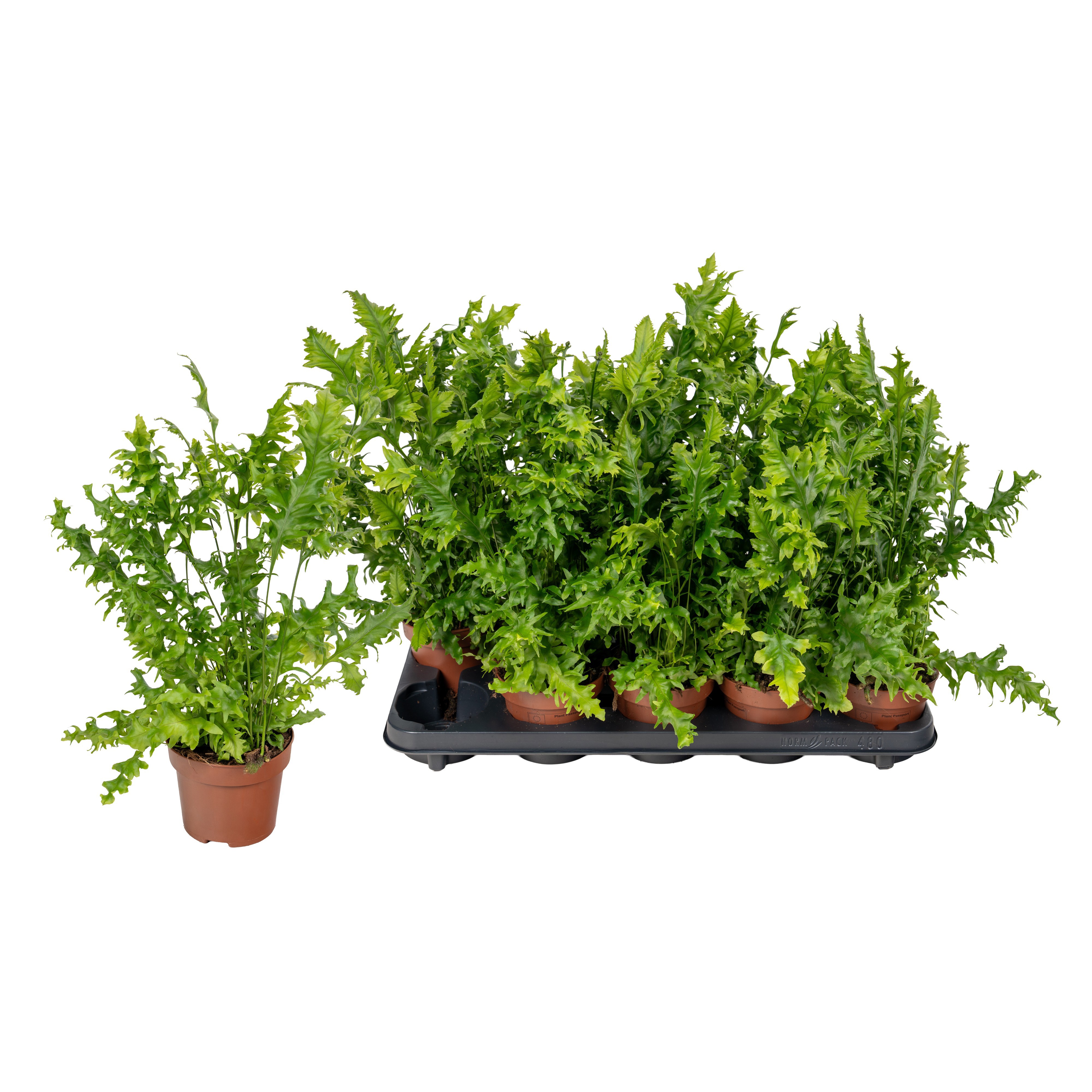 Hawaiian Sunshine, D 12