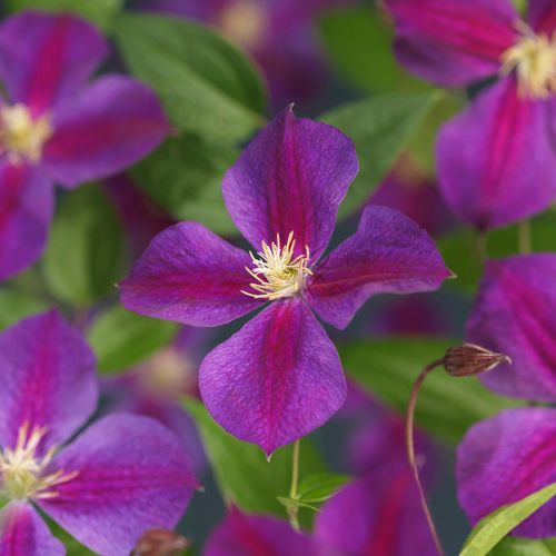 Clematis 'Star of India' +3.0 label, D 11