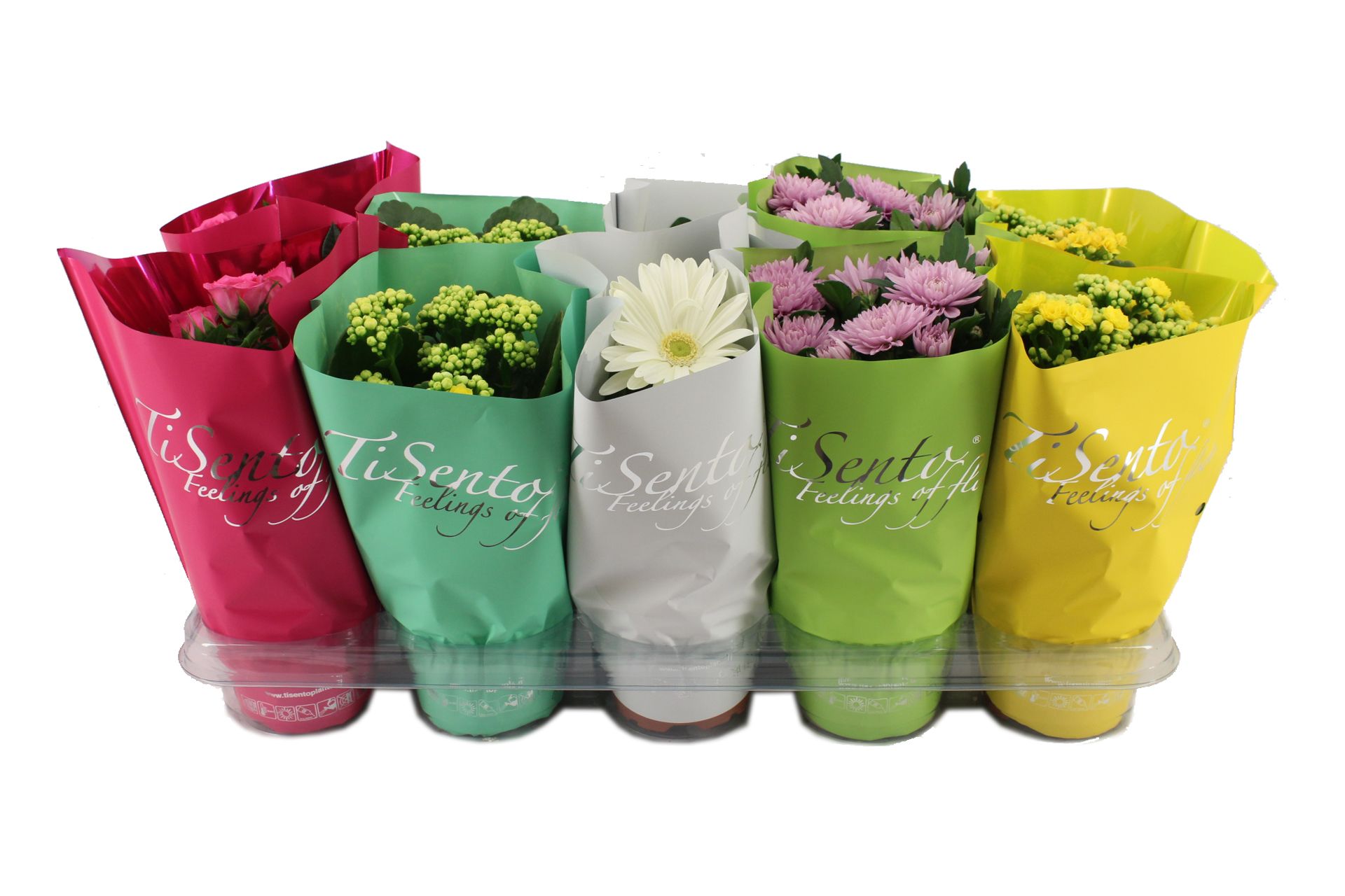 Bloeimix 12cm - Juni Mix, D 12