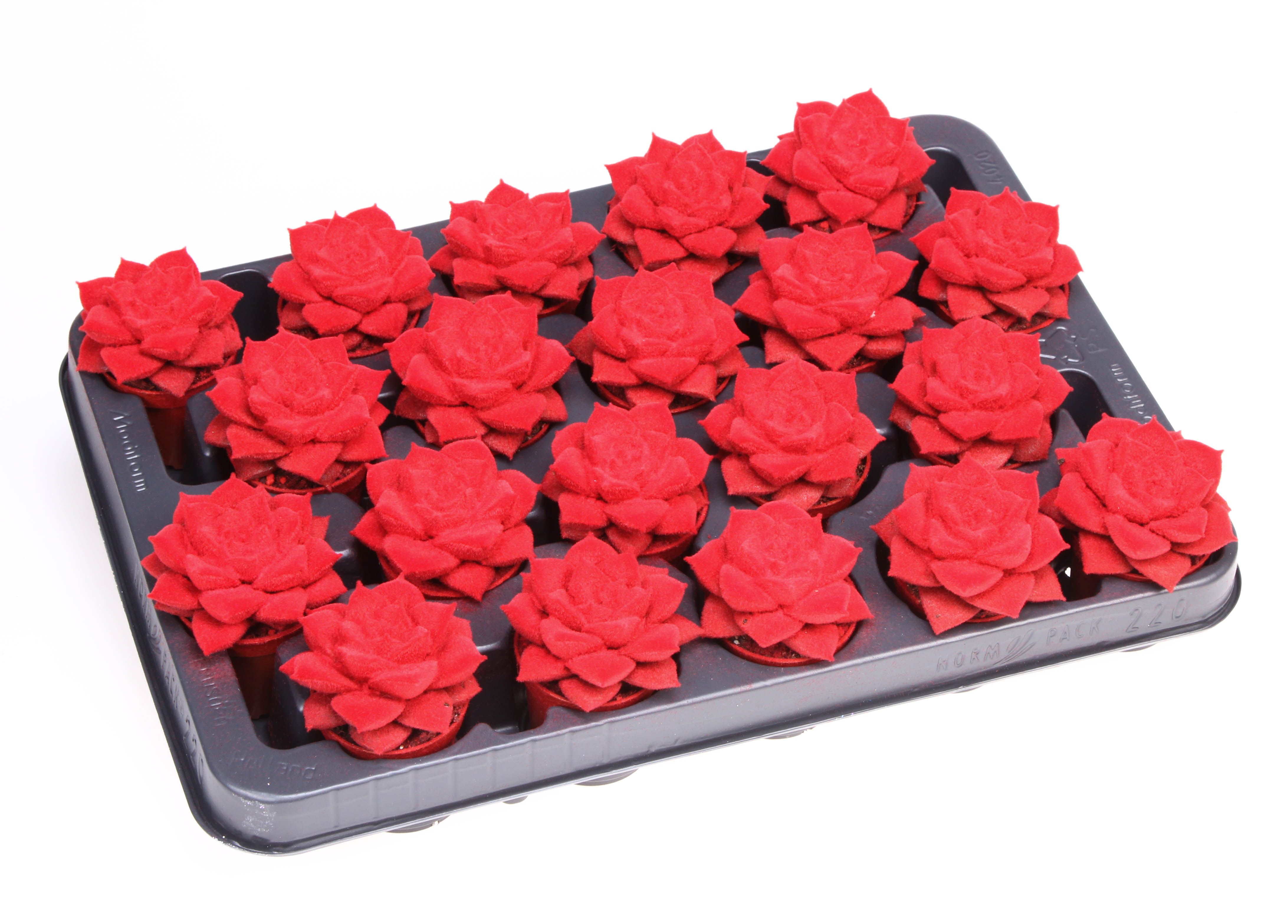 Velvet purper red, D 5,5