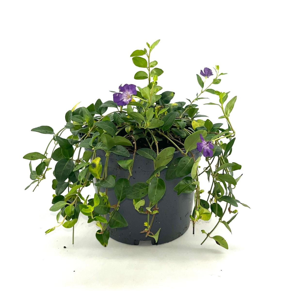 Vinca minor 'Atropurpurea', D 17