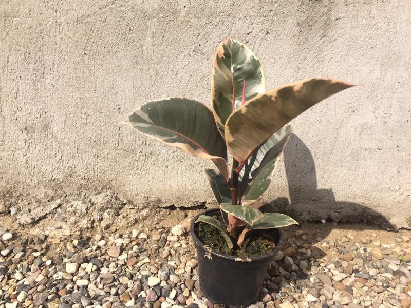 FICUS ELASTICA 'TINEKE', D 12