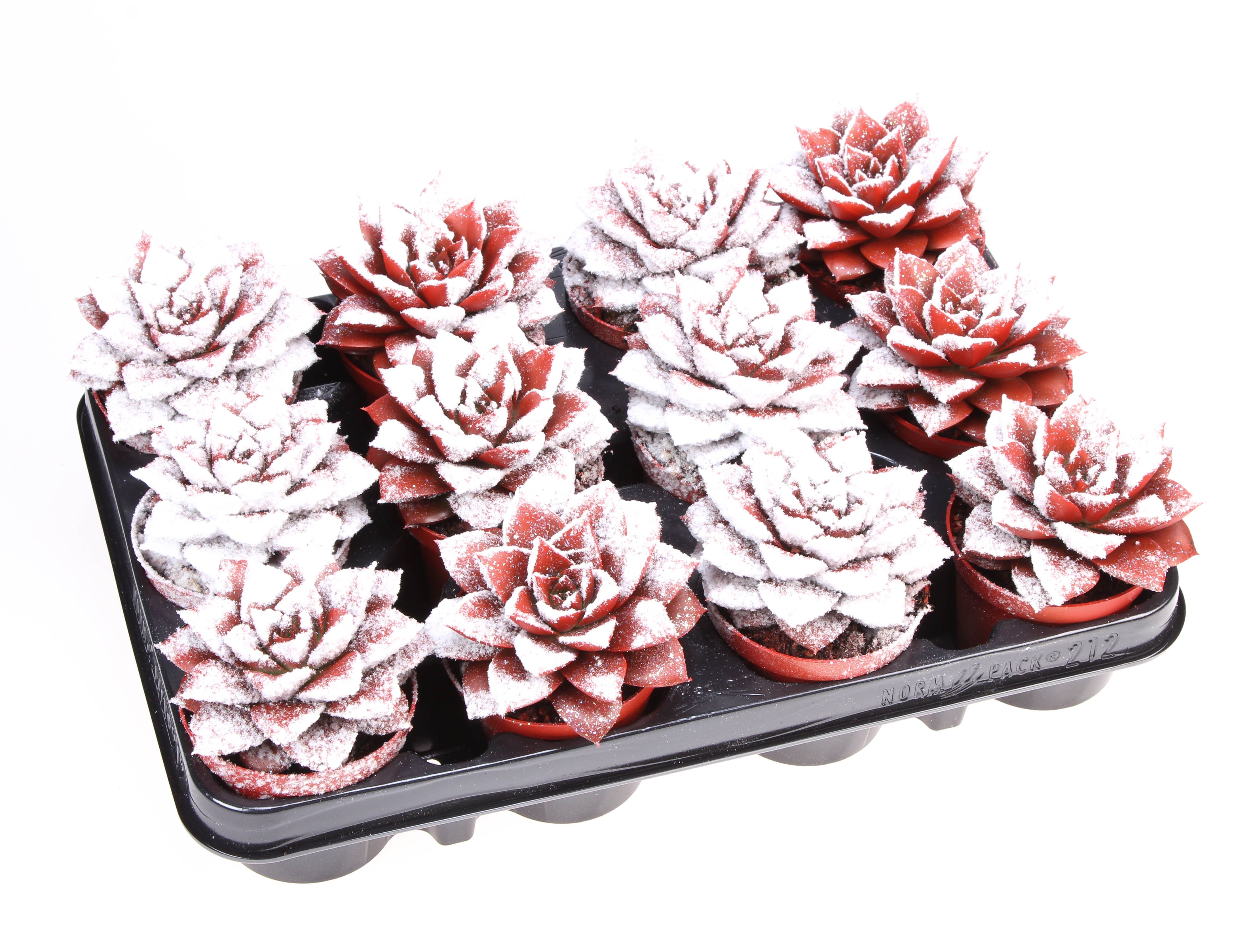 Purper snowy + bio snow, D 8,5