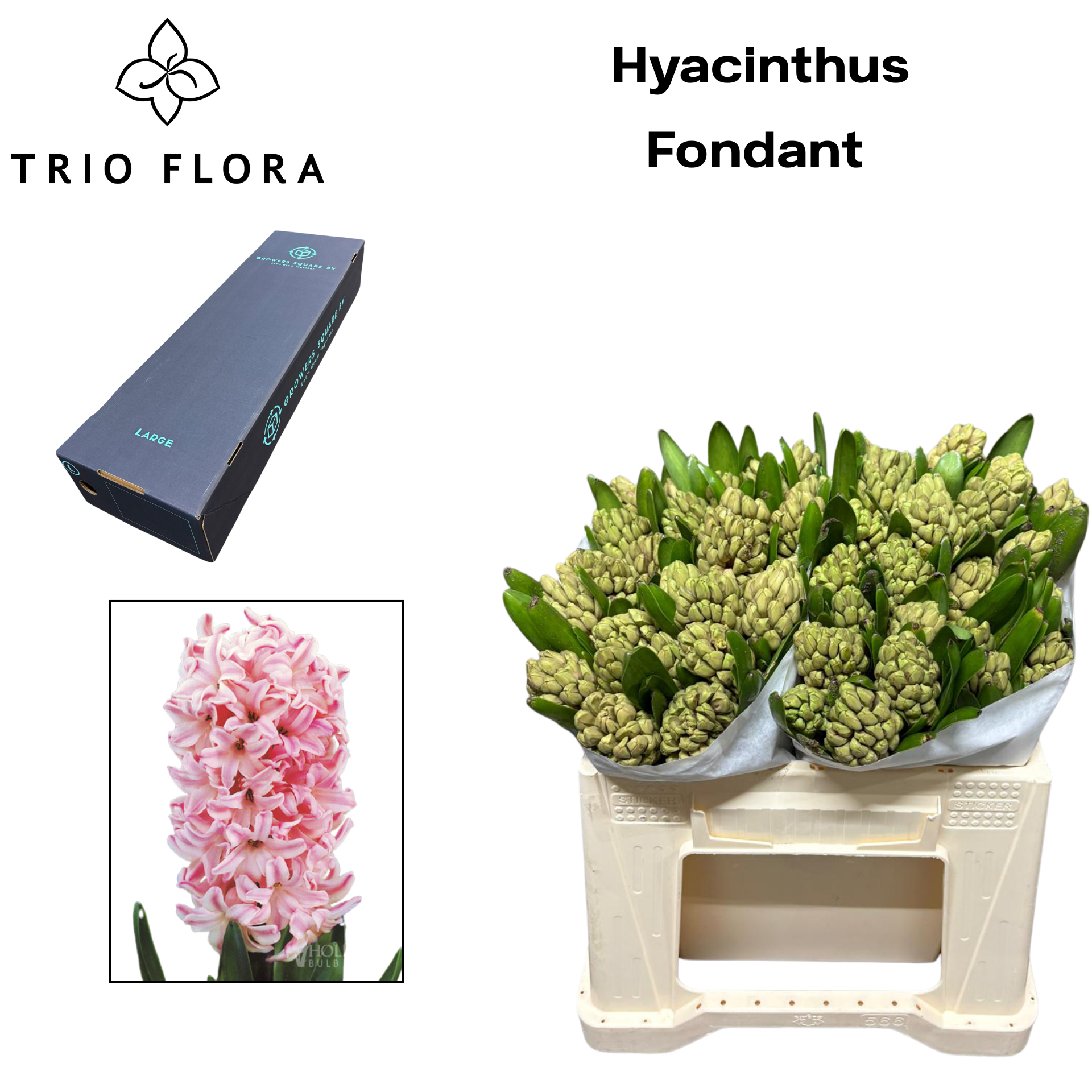 Гиацинт Фондант (роз.), шт.