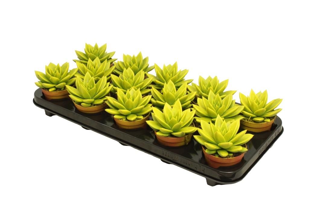 Miranda coloured yellow, D 8,5