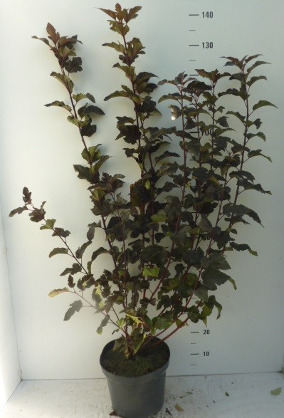 Physocarpus opulif. Red Baron ®, D 27