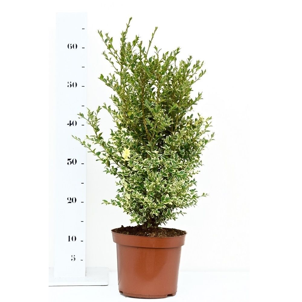 Buxus sempervirens 'Elegans' 40-50cm struik, D 19
