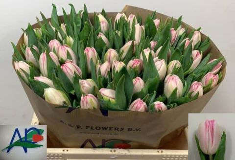 Тюльпан дв. Фокстрот (светло-роз.), шт.