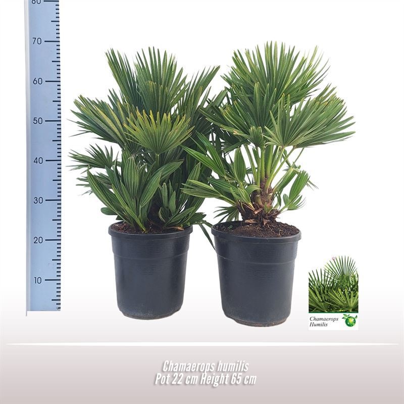 Chamaerops humilis, D 22